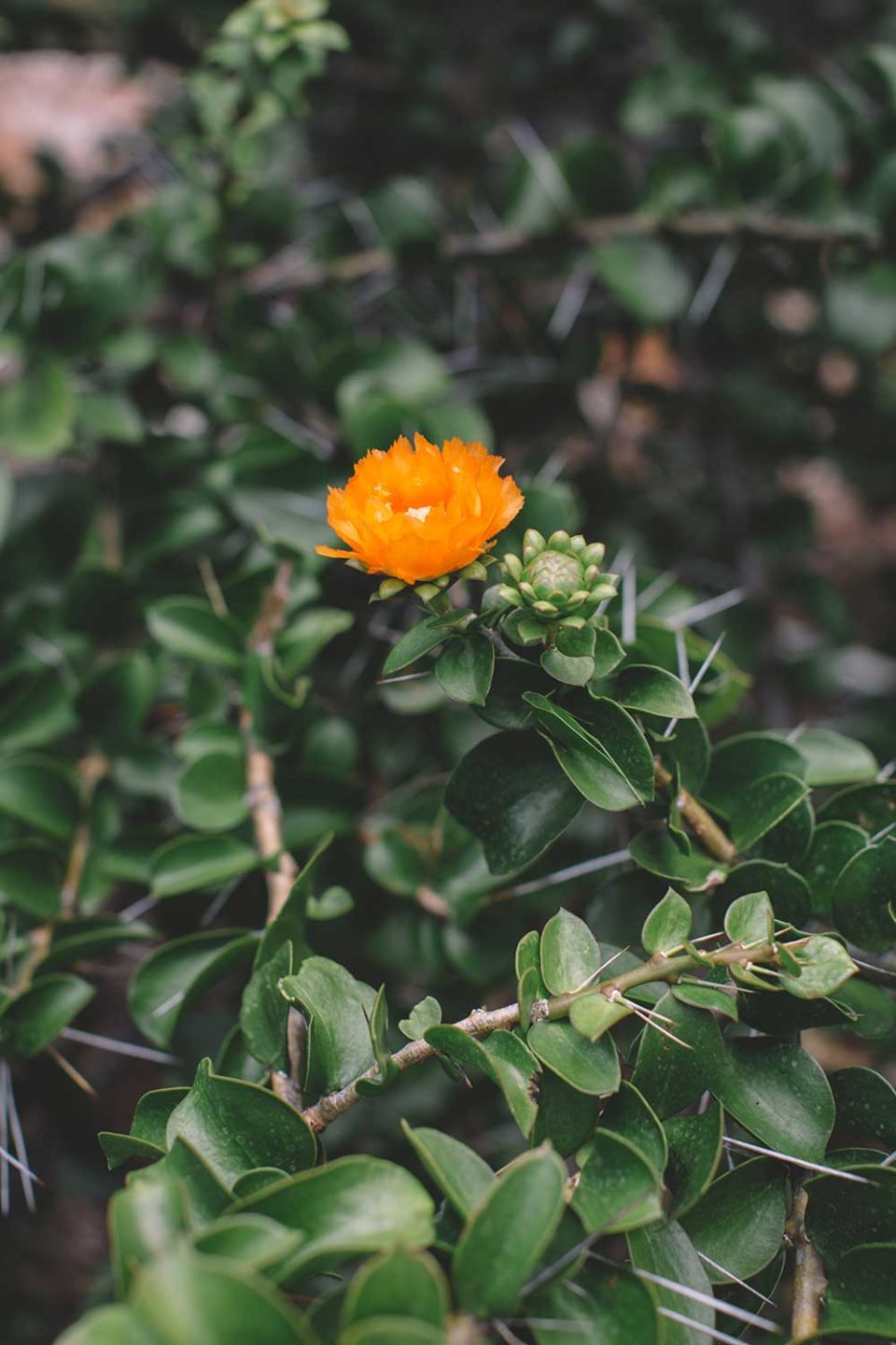 Small orange flower blooms in a sea of green leaves