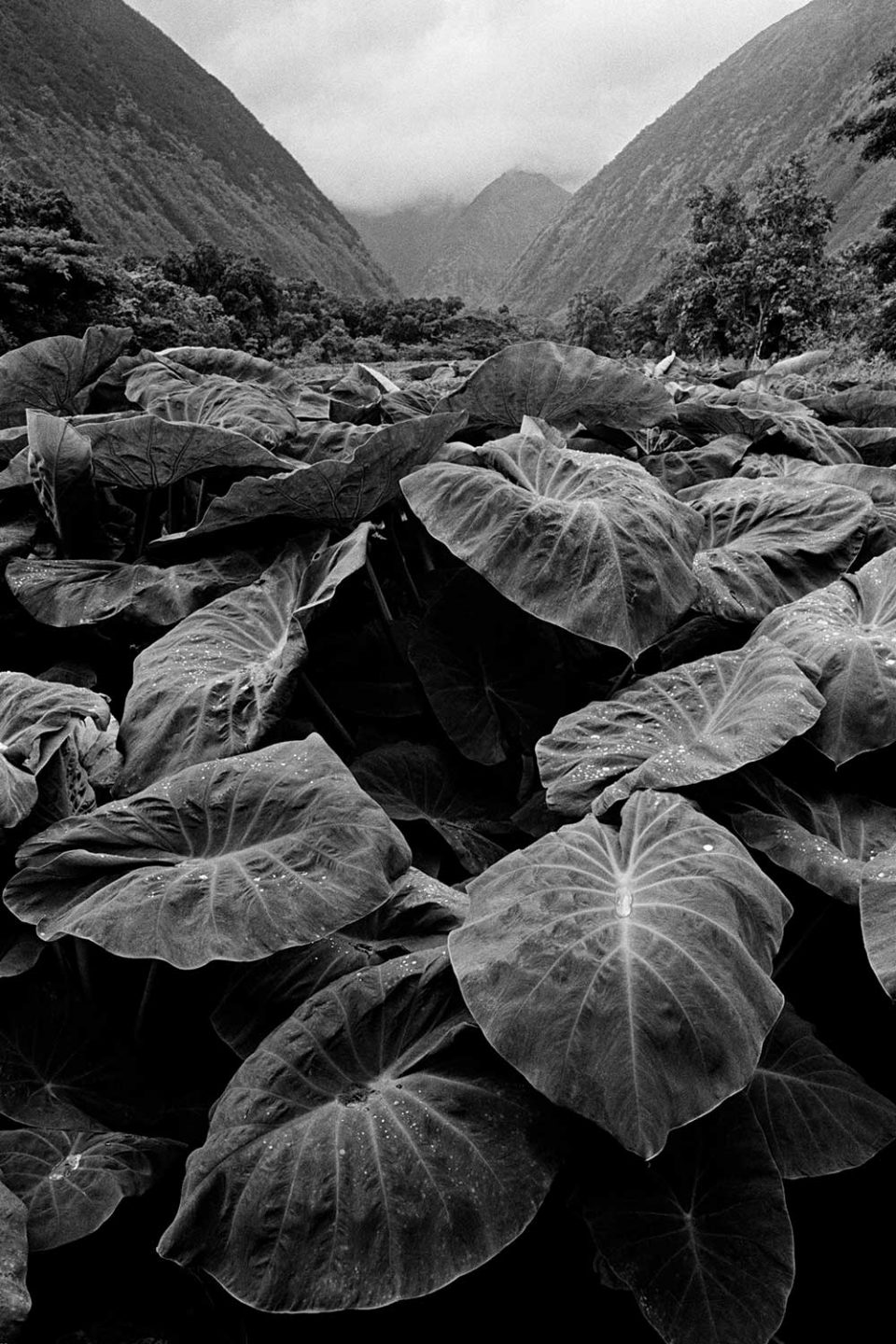 Black and white photograph of kalo leaves