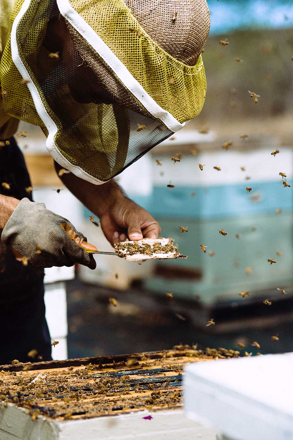 Honey_2 Man in a protective helmet with bees flying around him carves out a piece of honeycomb