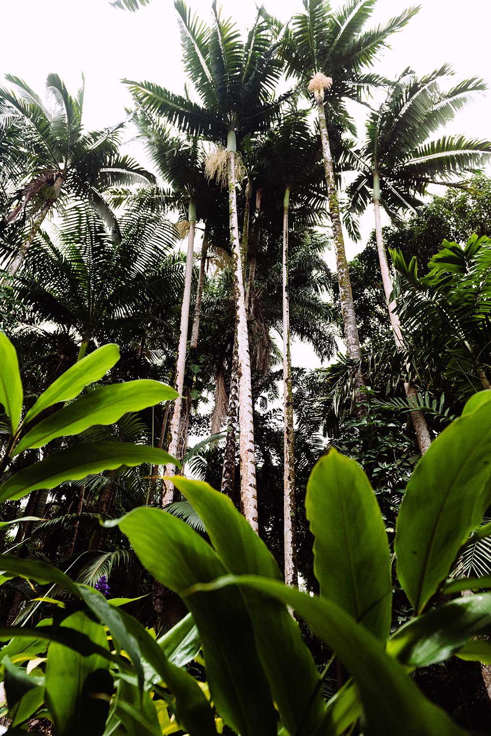 Ti leaves in foreground with tall palm trees in background