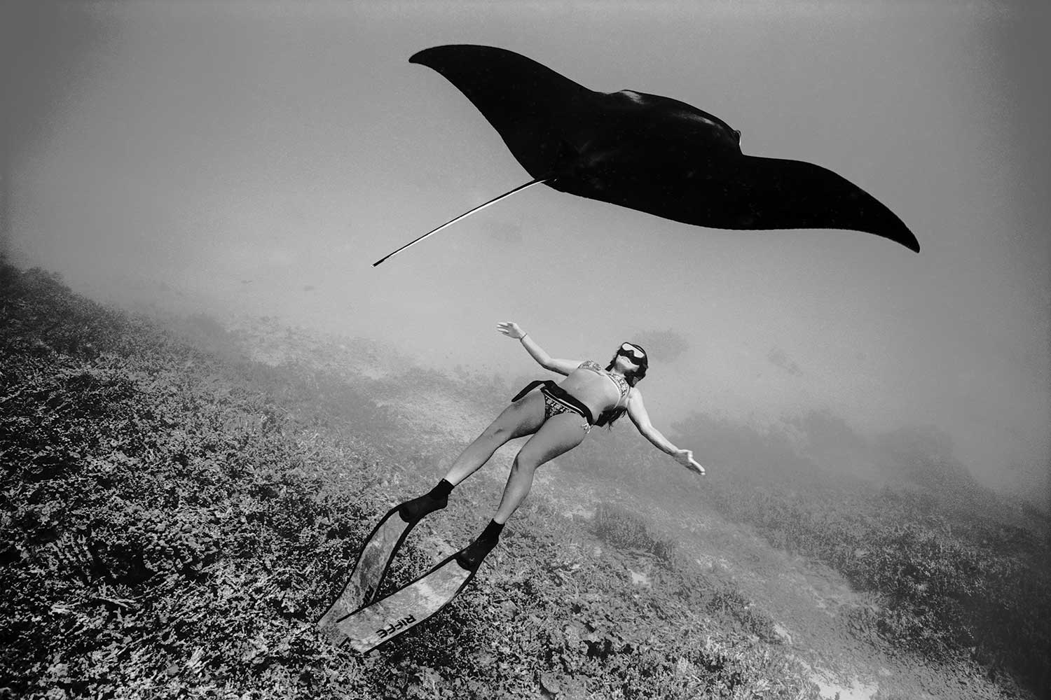 black and white photo of Kimi Werner underwater with stingray