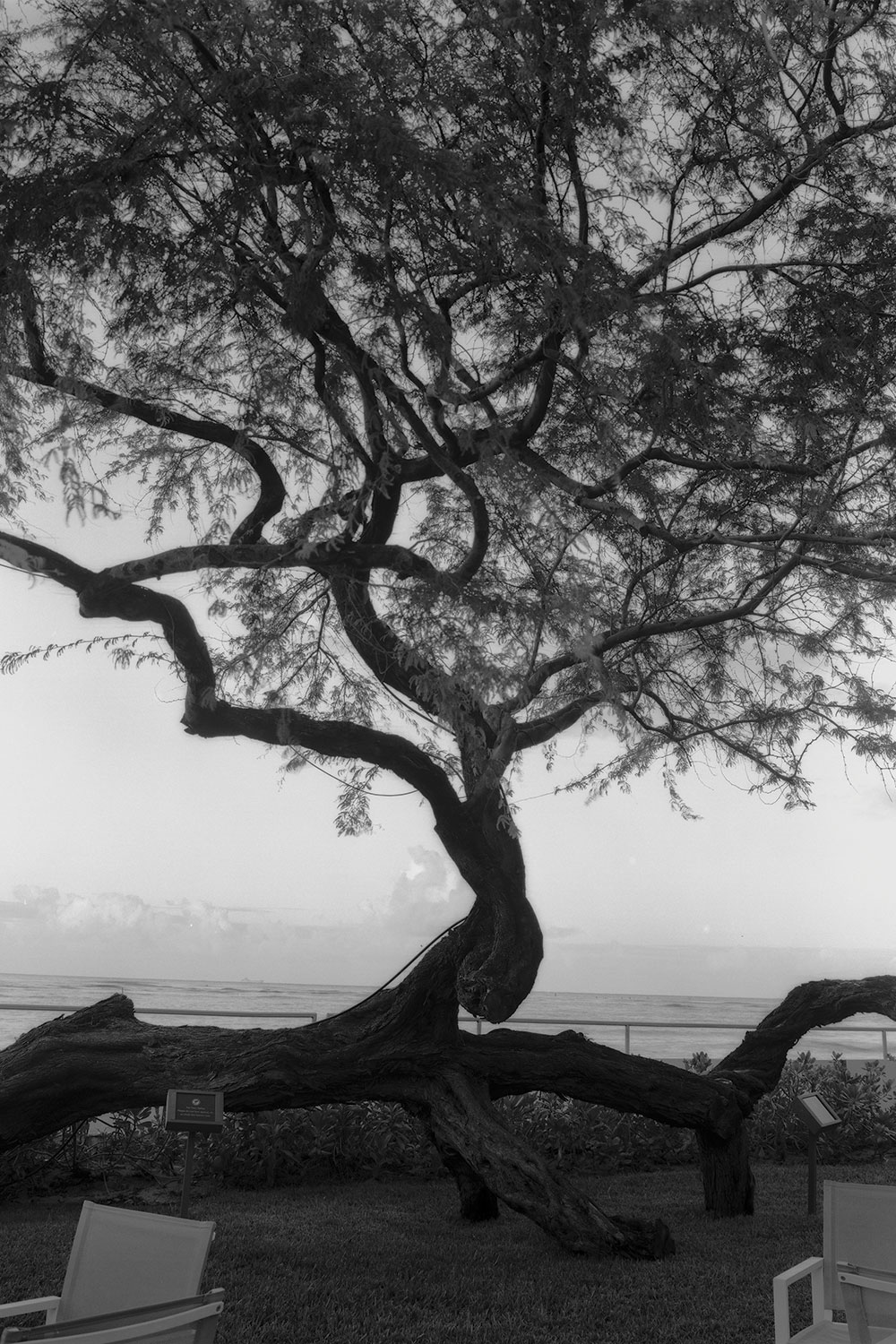 Black and white image of kiawe tree