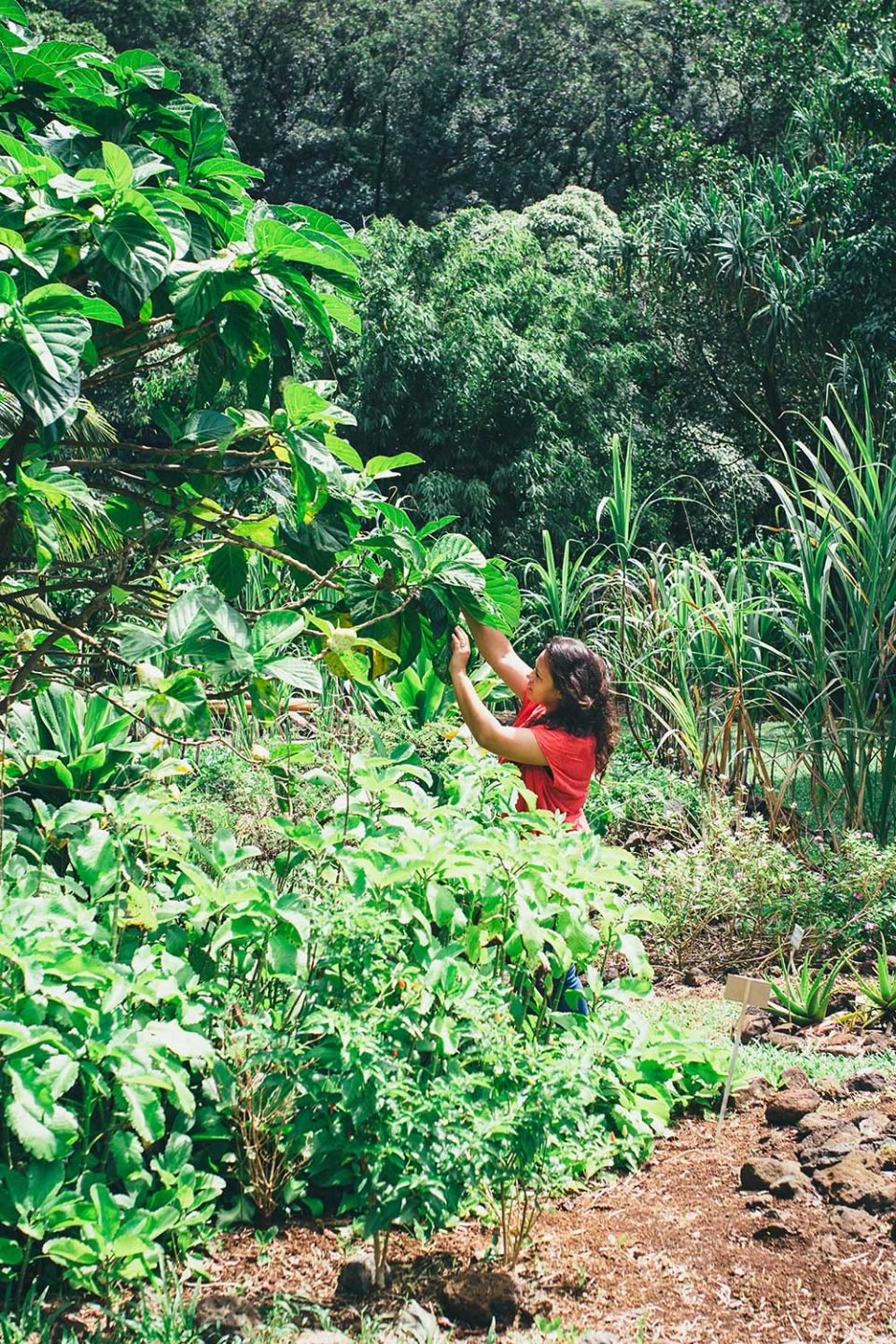 Woman with red shirt picking from a tree