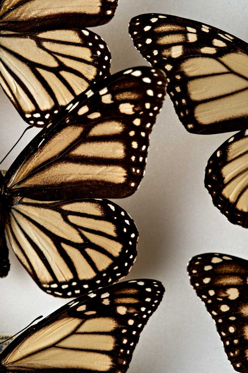 Black ringed butterflies