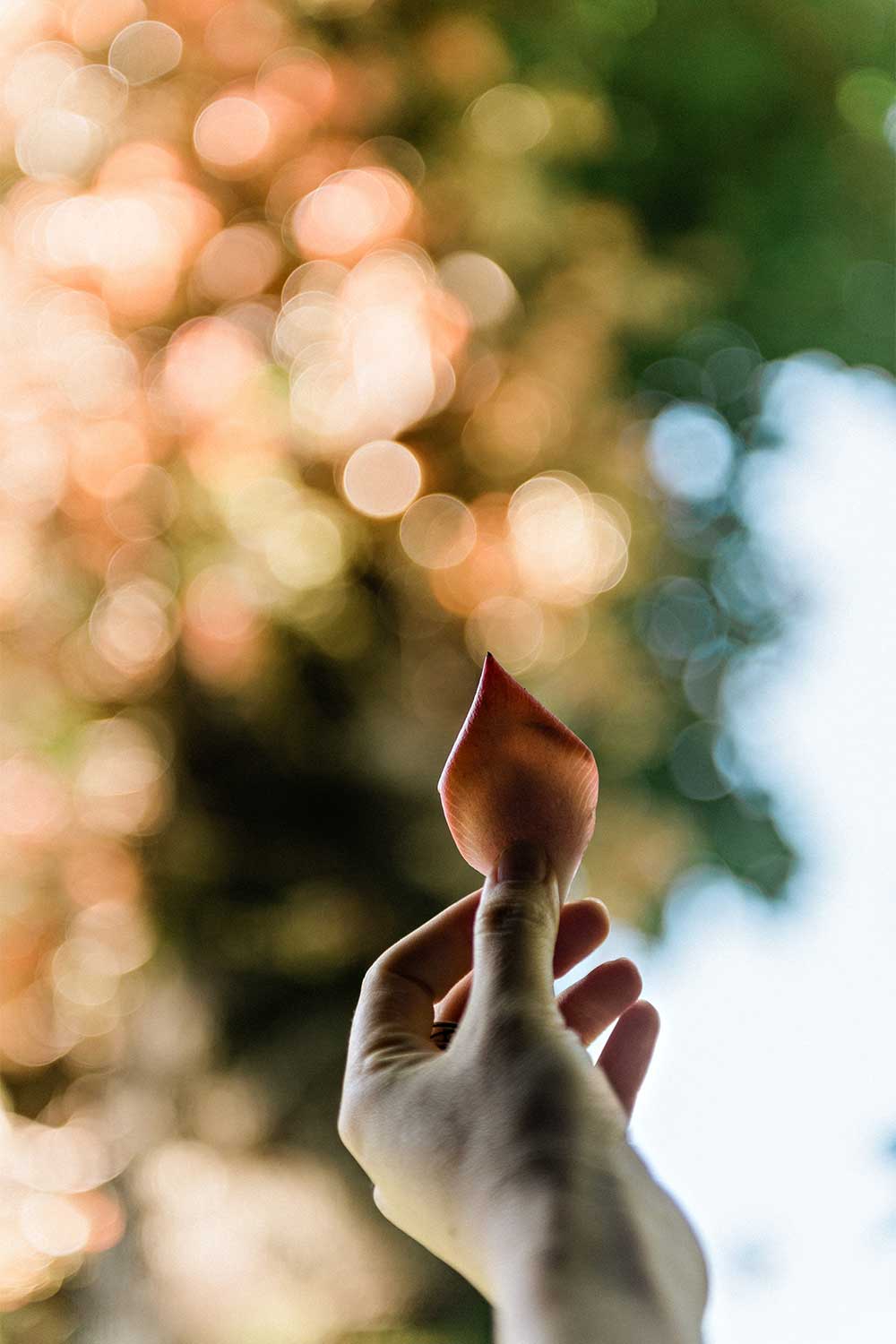 Hand holding a small brown leaf against tree folliage and the sky